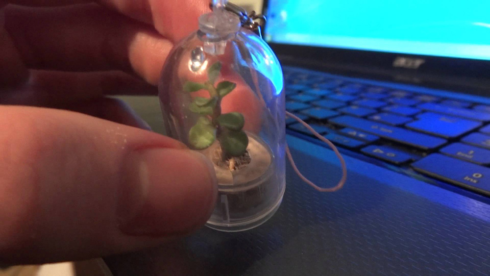 Pet Tree Mini Live Cactus | Mini cactus para tu móvil