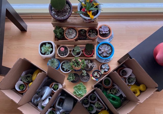 Nace Lady Suculenta, enfocada a decorar macetas y motivar el cuidado de las plantas y el consumo local