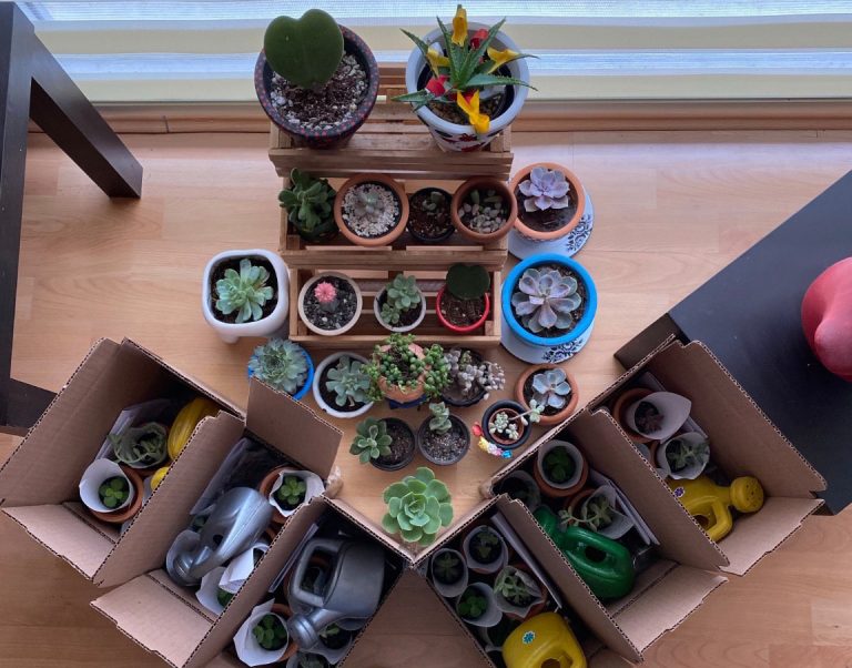 Nace Lady Suculenta, enfocada a decorar macetas y motivar el cuidado de las plantas y el consumo local