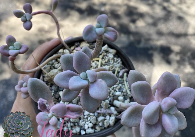 Las suculentas rosas y sus cuidados