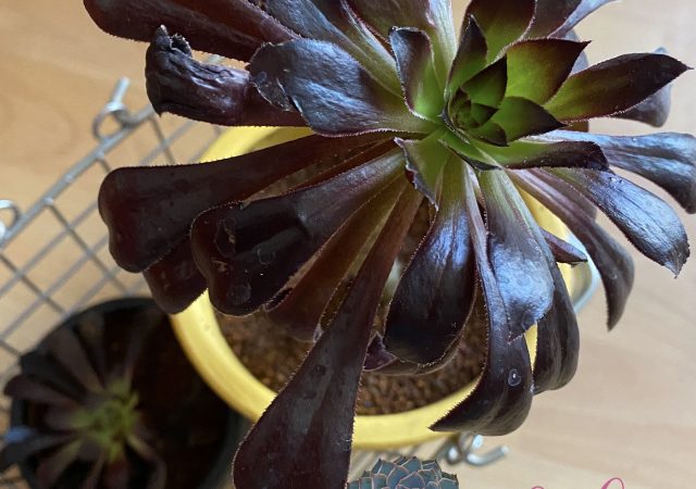 Las suculentas negras, glamorosas, modernas para los amantes de la decoración gótica
