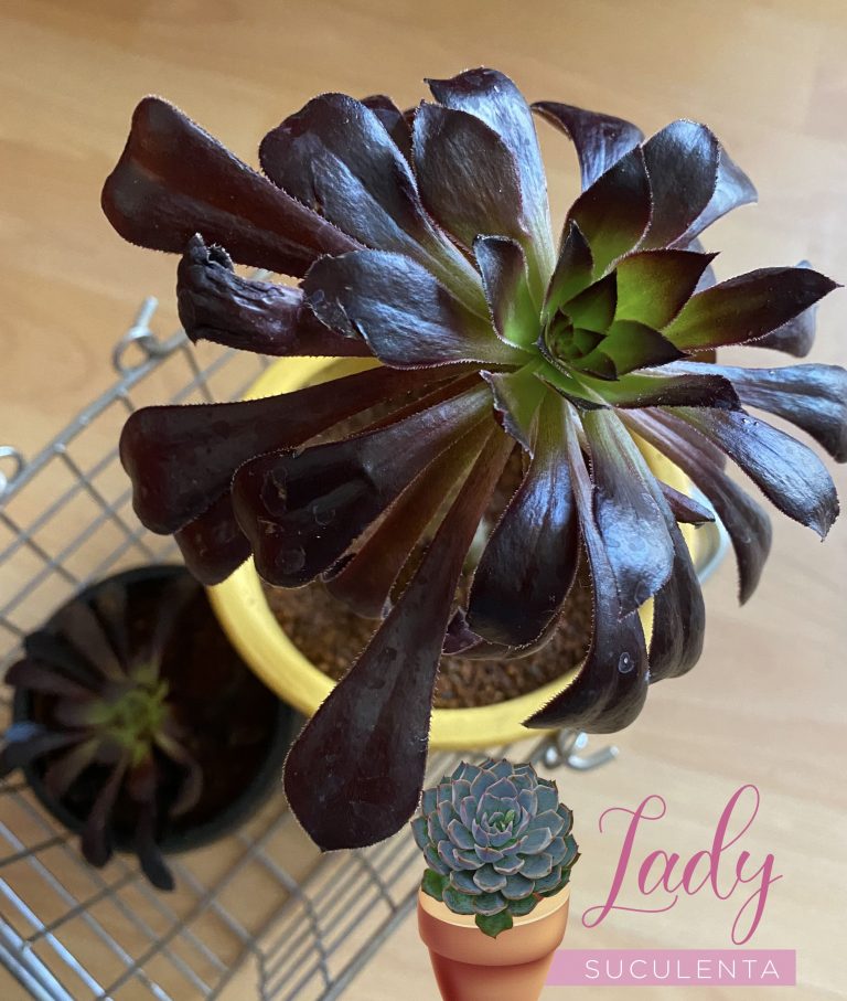 Las suculentas negras, glamorosas, modernas para los amantes de la decoración gótica
